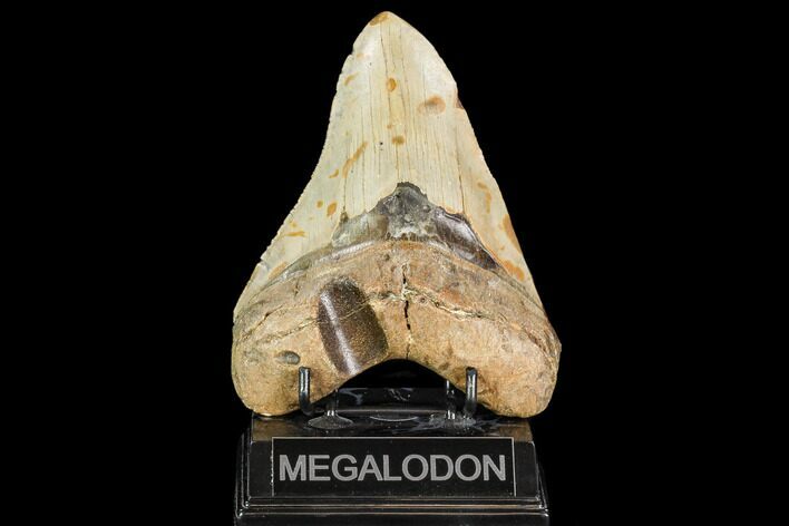 Huge, Fossil Megalodon Tooth - North Carolina #109558